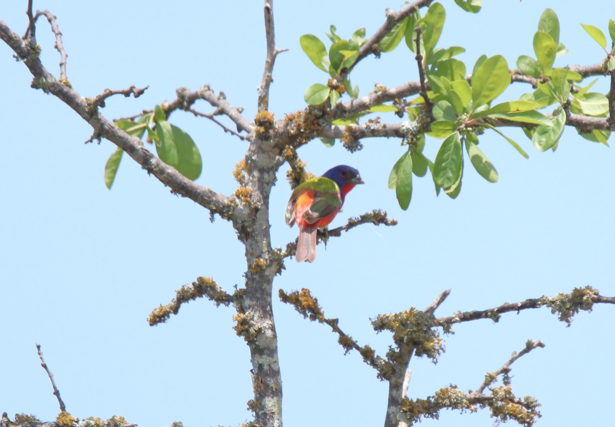 Painted Bunting - ML620396978