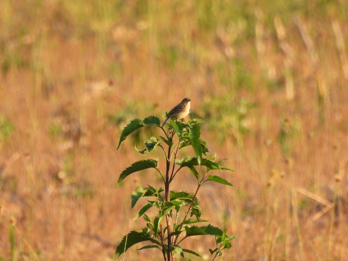 Grasshopper Sparrow - ML620396979