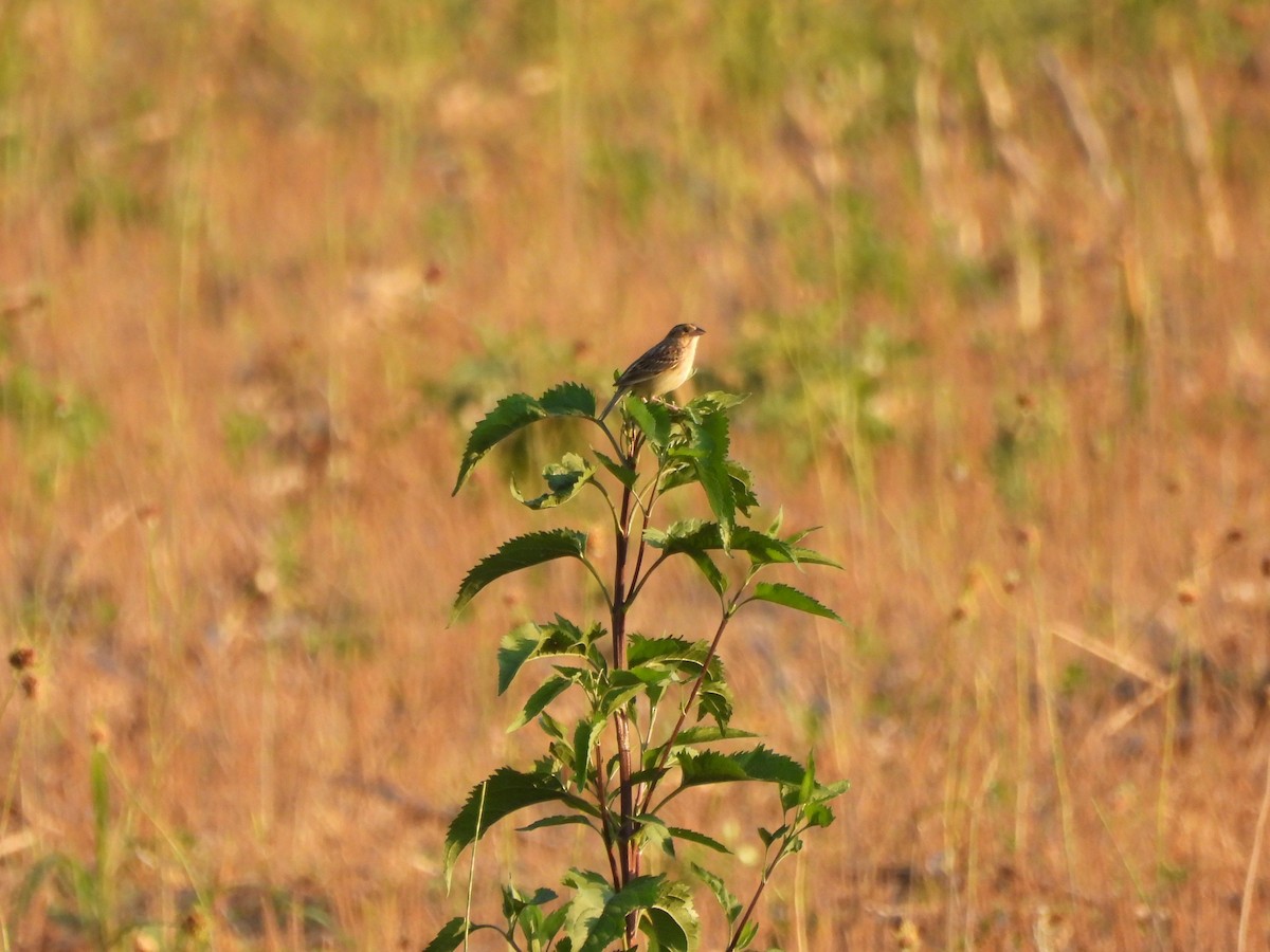 Grasshopper Sparrow - ML620396980