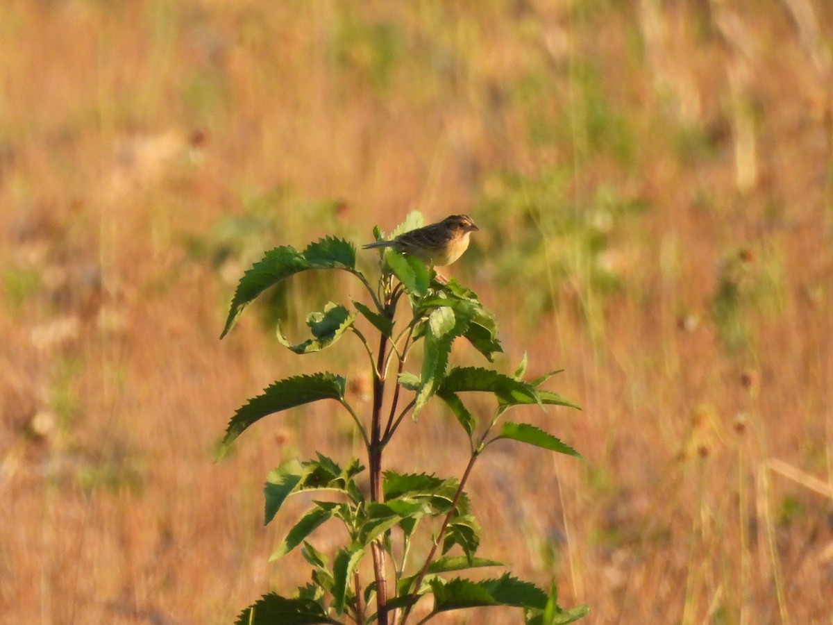 Grasshopper Sparrow - ML620396981