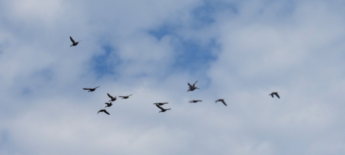 White-cheeked Pintail - ML620396989