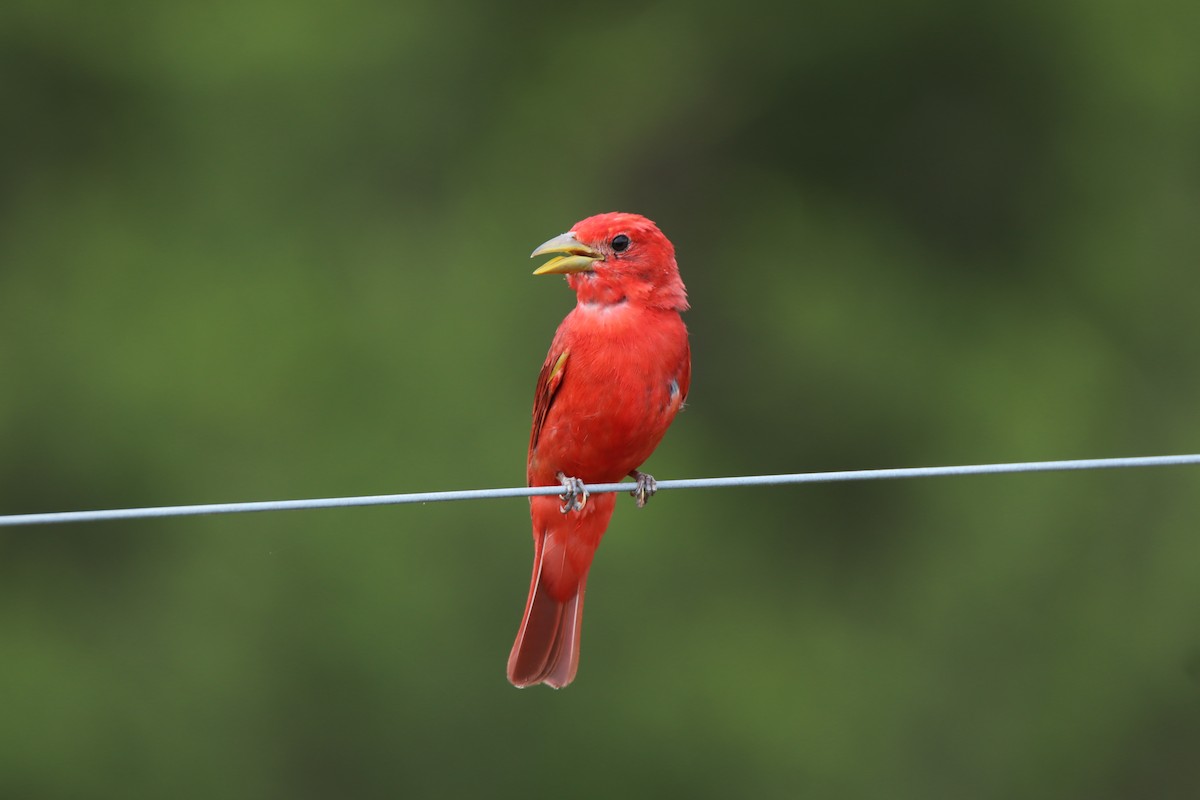 Summer Tanager - ML620396990