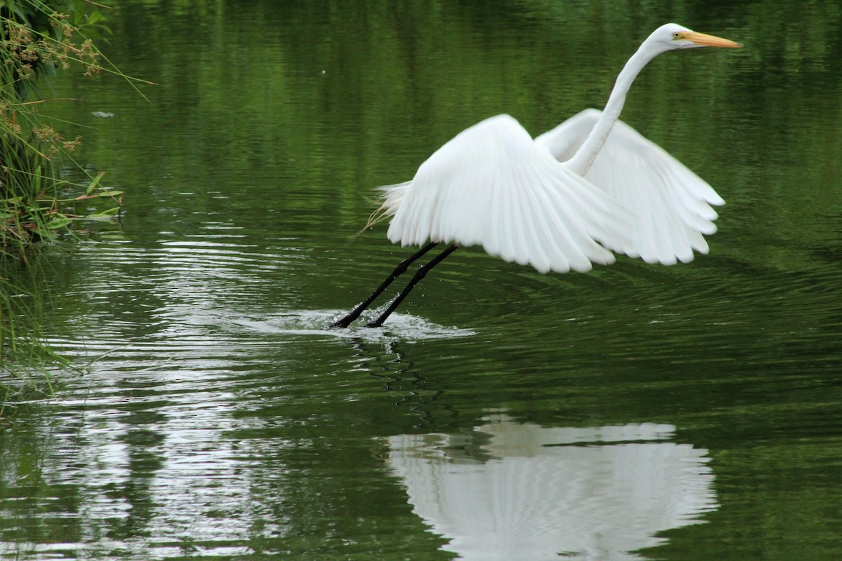 Great Egret - ML620396991