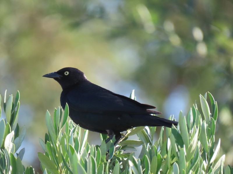 Brewer's Blackbird - ML620396992