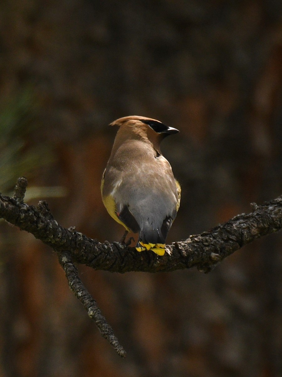 Cedar Waxwing - ML620396994