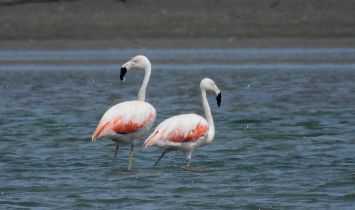 Chilean Flamingo - ML620396995
