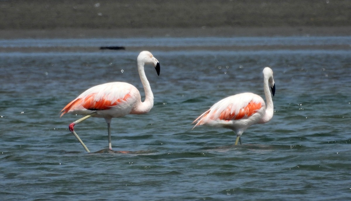 Chilean Flamingo - ML620396996