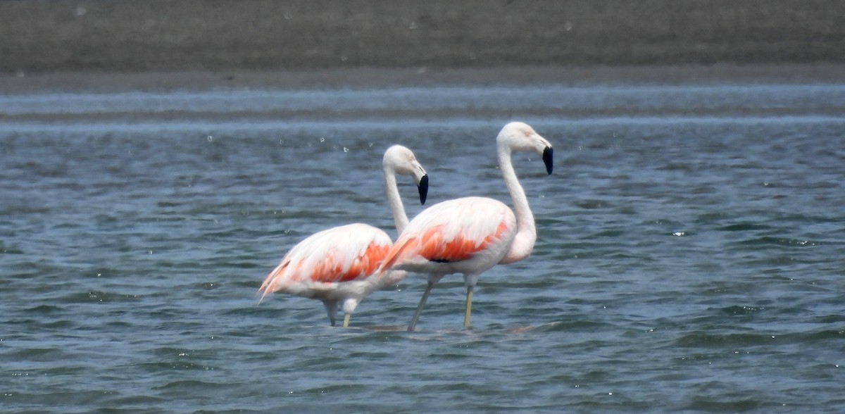 Şili Flamingosu - ML620396997