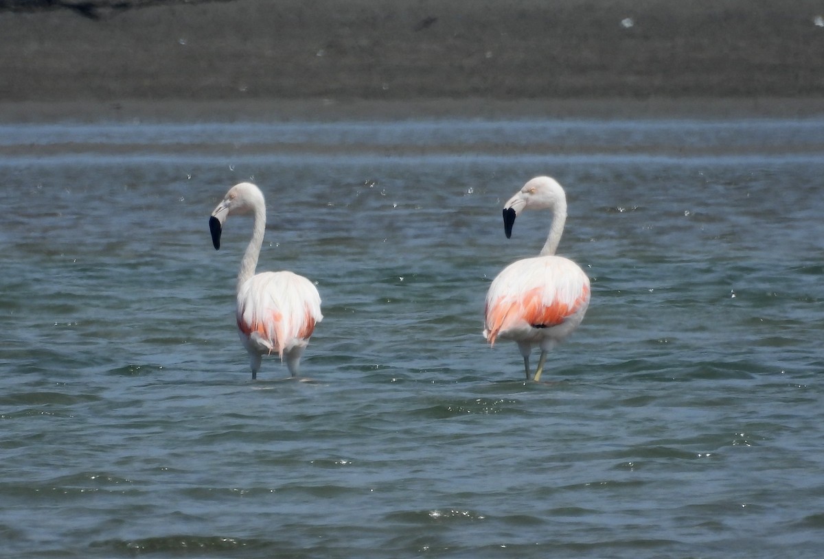 Şili Flamingosu - ML620396998