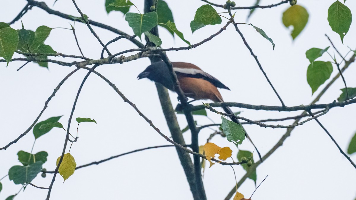 Rufous Treepie - ML620396999