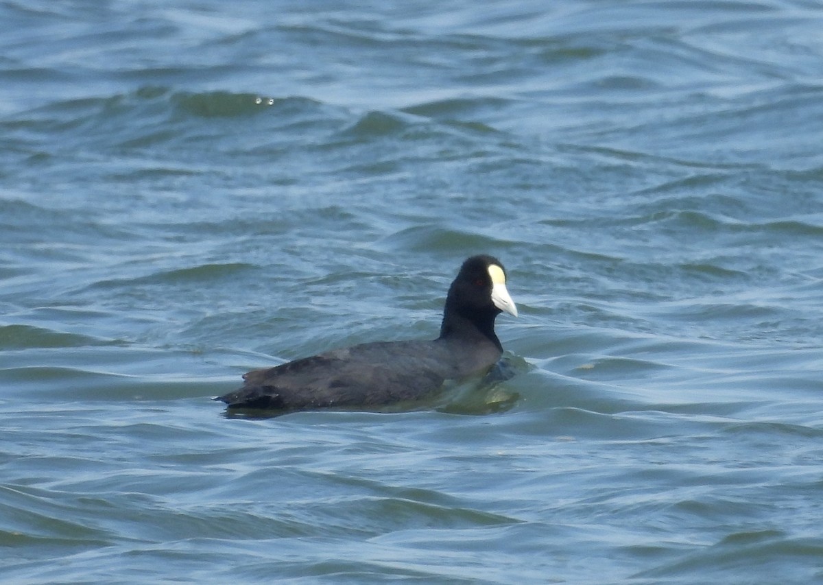 Slate-colored Coot - ML620397008