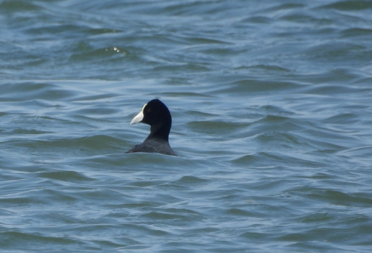 Slate-colored Coot - ML620397009