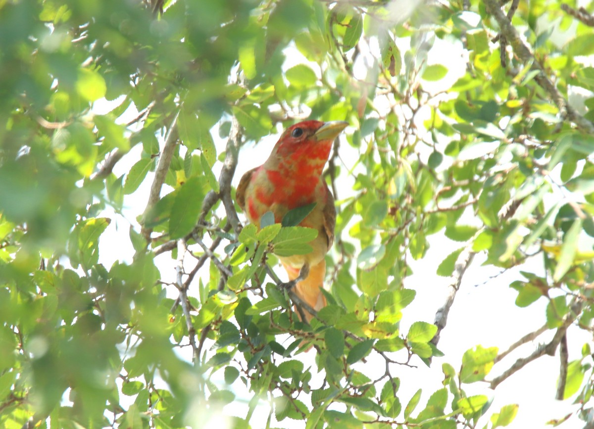 Summer Tanager - ML620397013