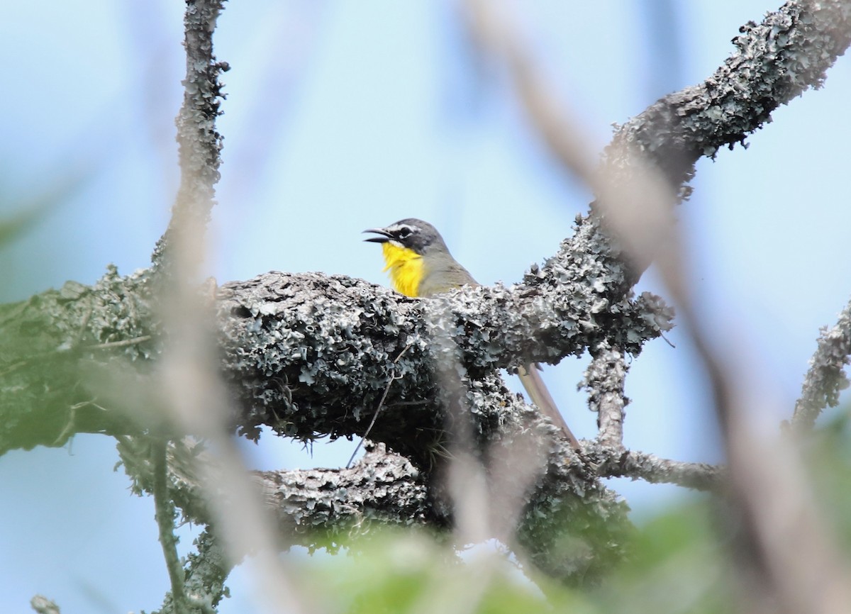 Yellow-breasted Chat - ML620397030