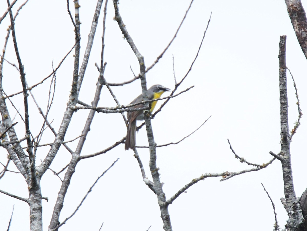 Yellow-breasted Chat - ML620397031