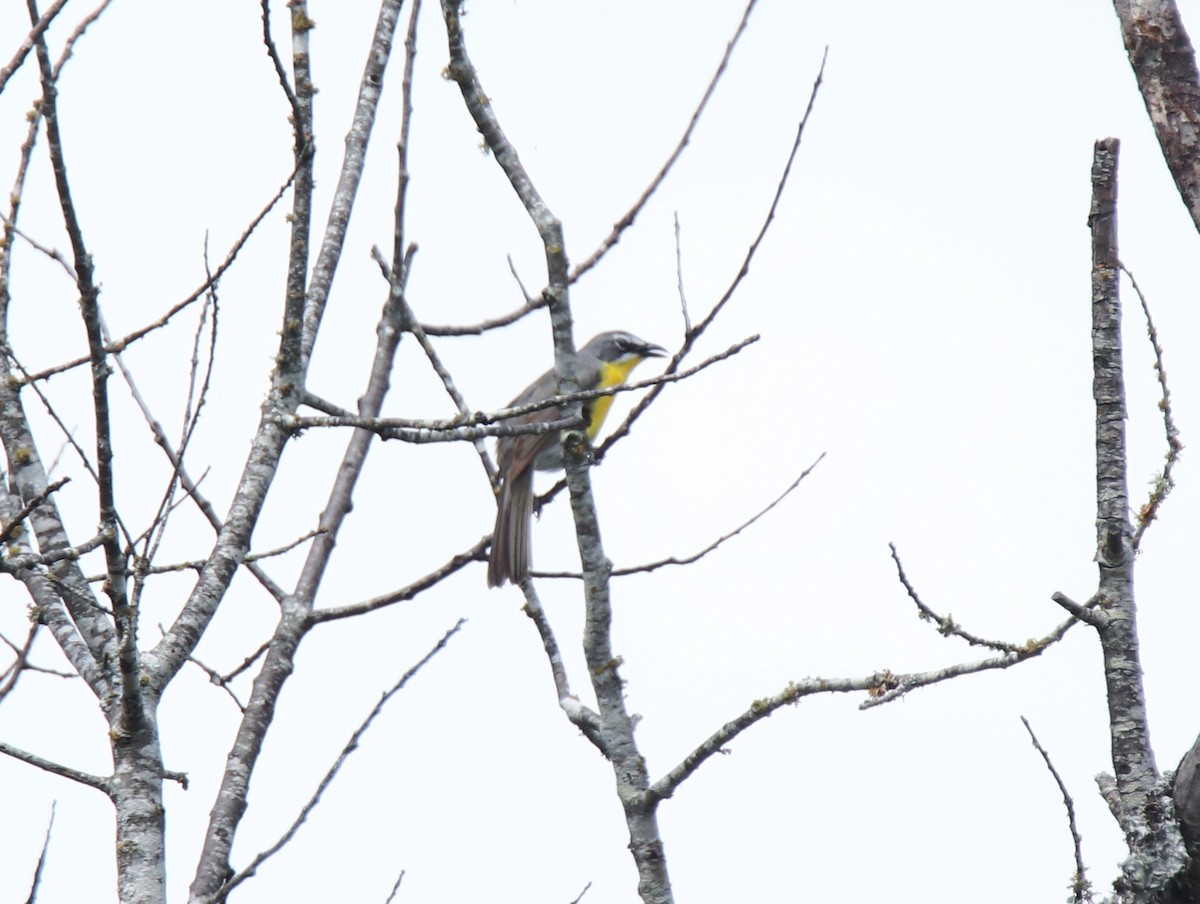 Yellow-breasted Chat - Ruth King