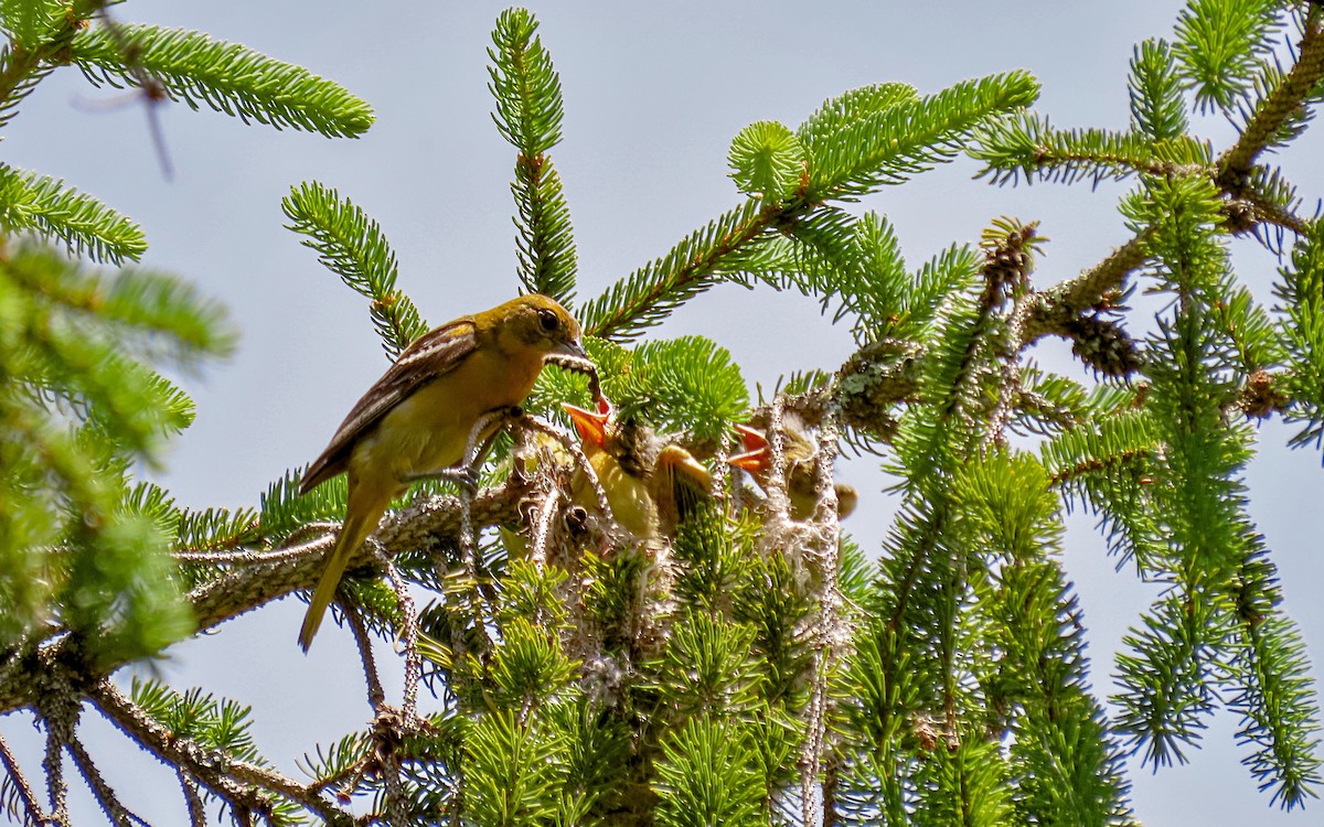 Oriole de Baltimore - ML620397032