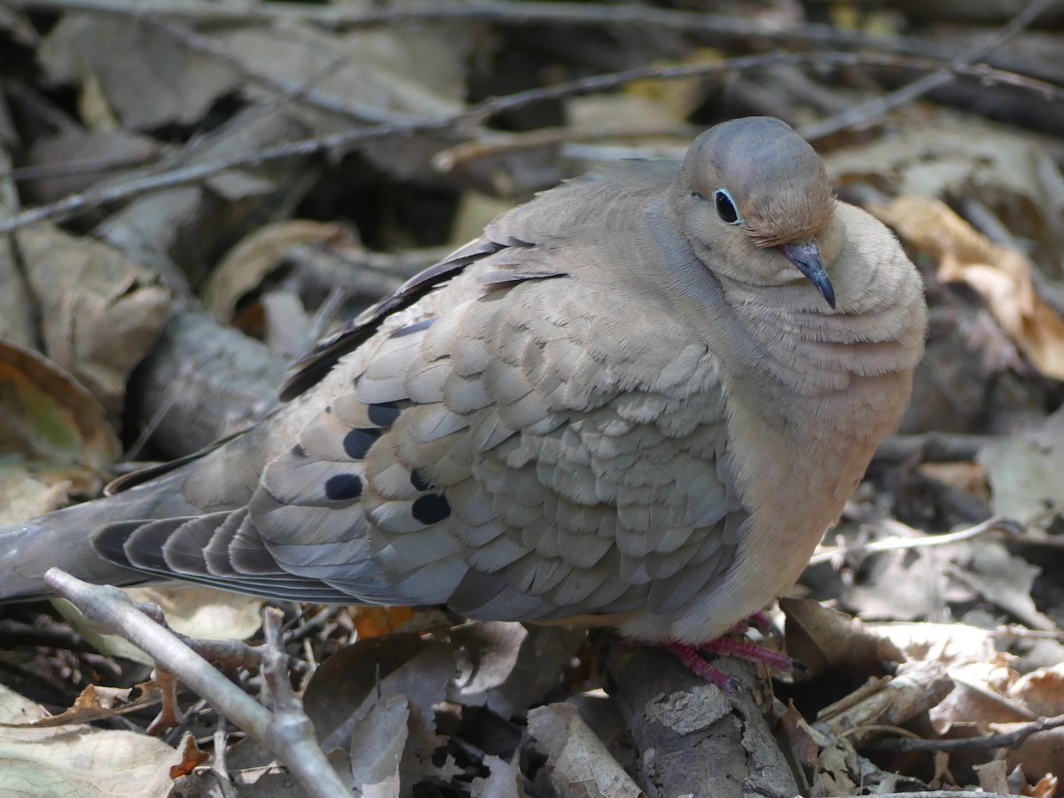 Mourning Dove - ML620397035