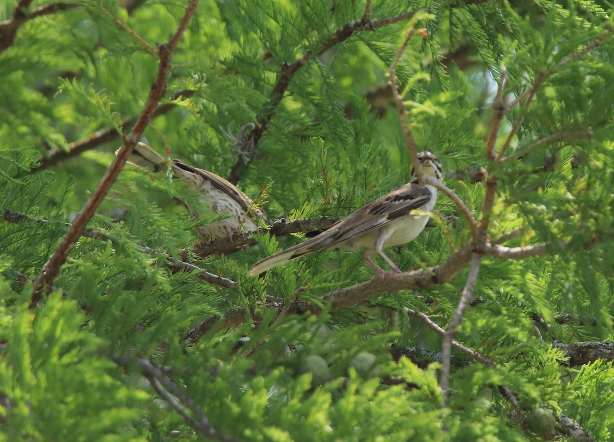 Lark Sparrow - ML620397039