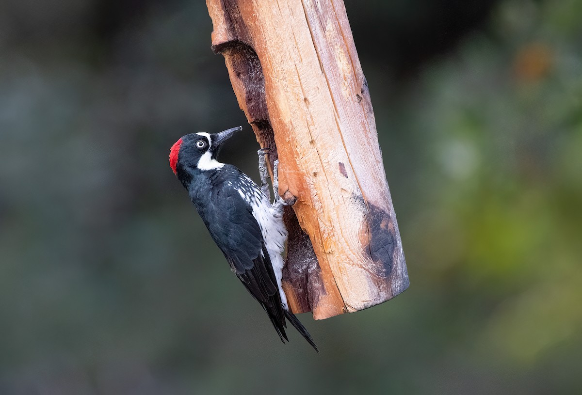 Acorn Woodpecker - ML620397040