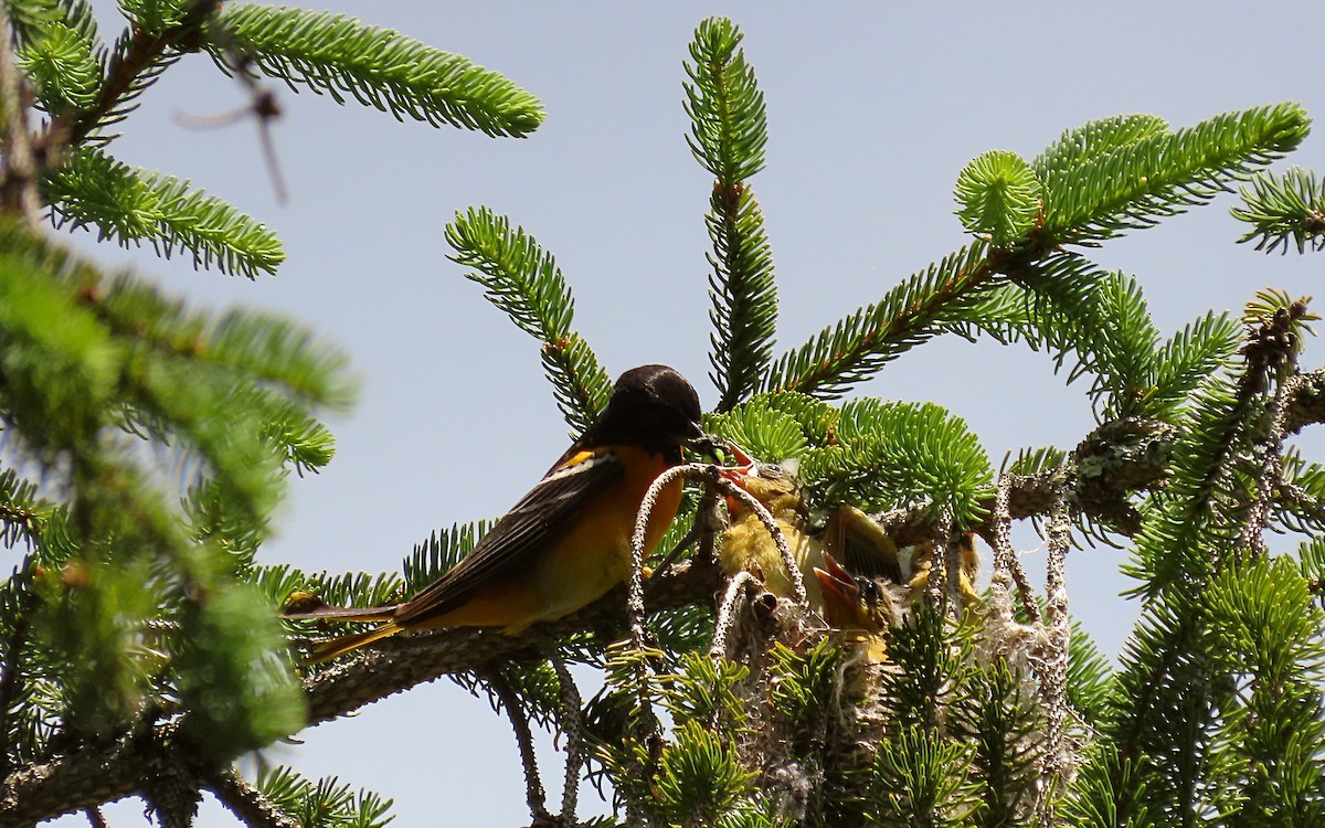 Oriole de Baltimore - ML620397044