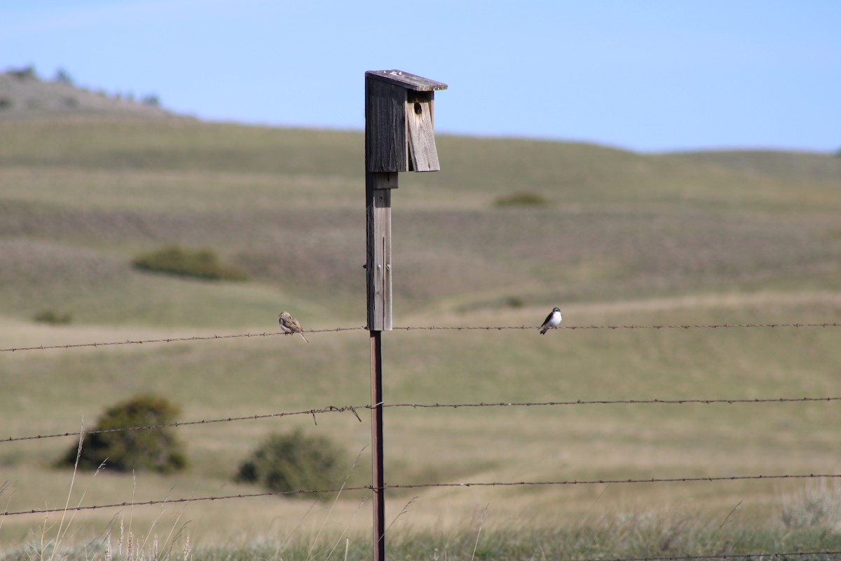 Tree Swallow - ML620397051