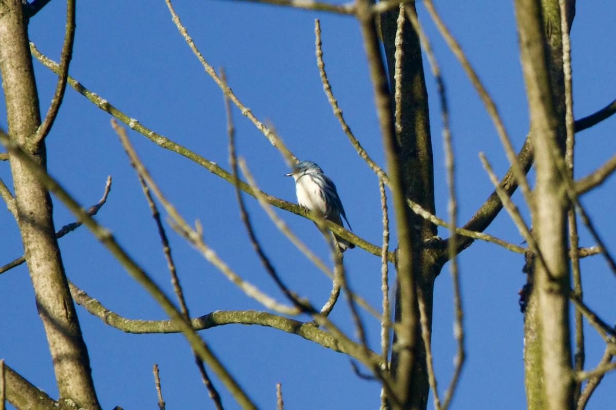 Cerulean Warbler - ML620397065