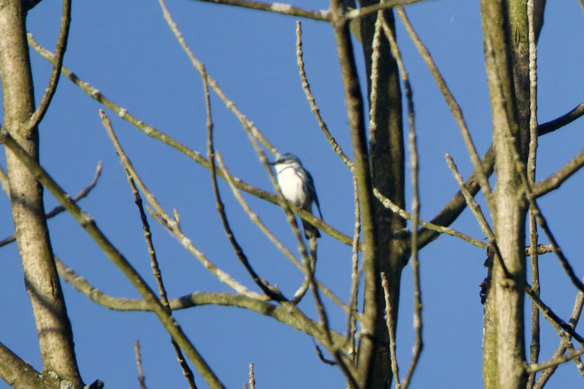 Paruline azurée - ML620397066