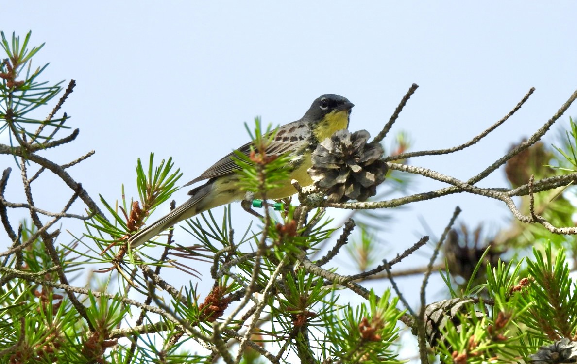 Kirtland's Warbler - ML620397076