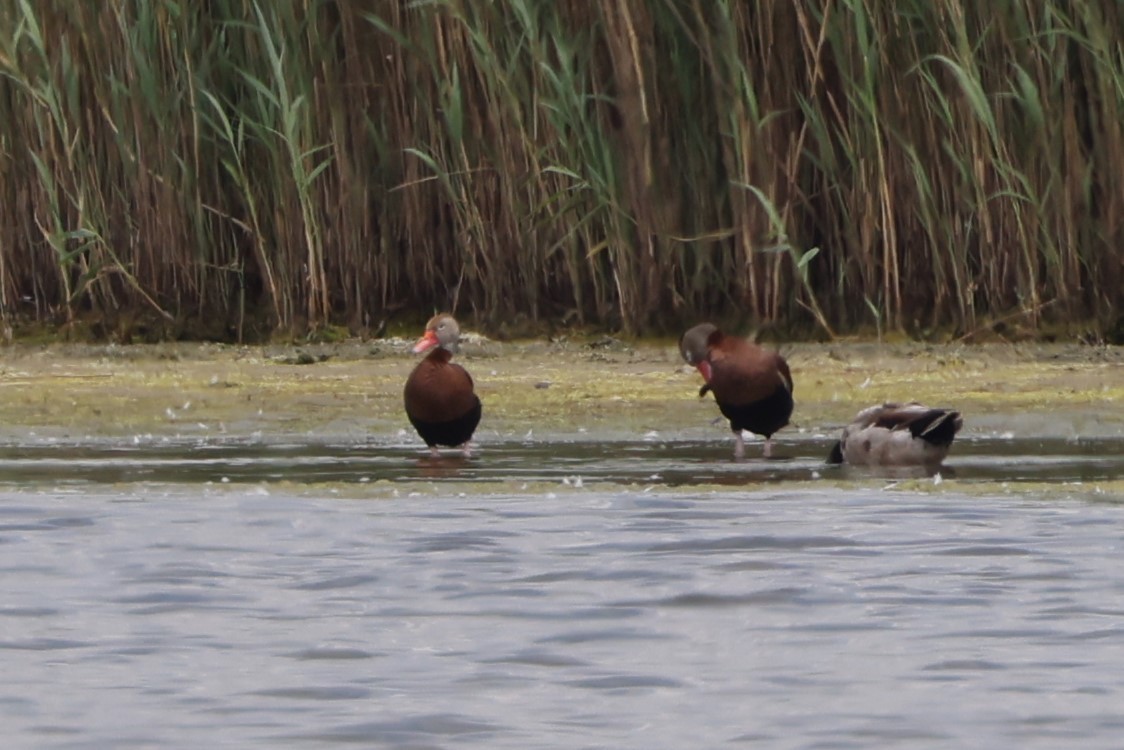 Black-bellied Whistling-Duck - ML620397078