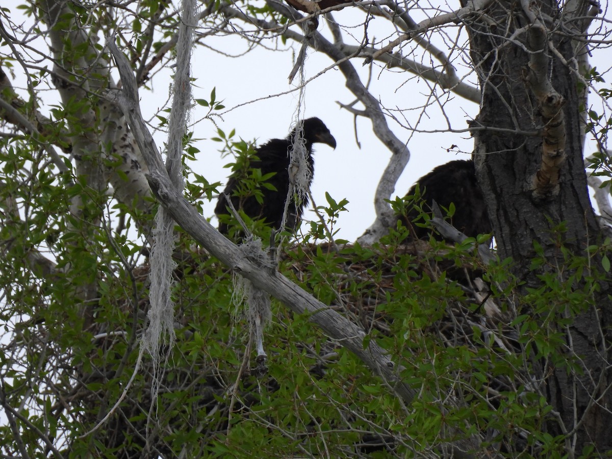 Bald Eagle - ML620397081