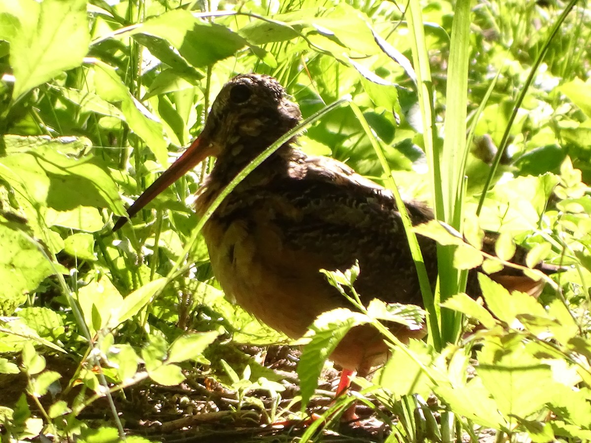 American Woodcock - ML620397087