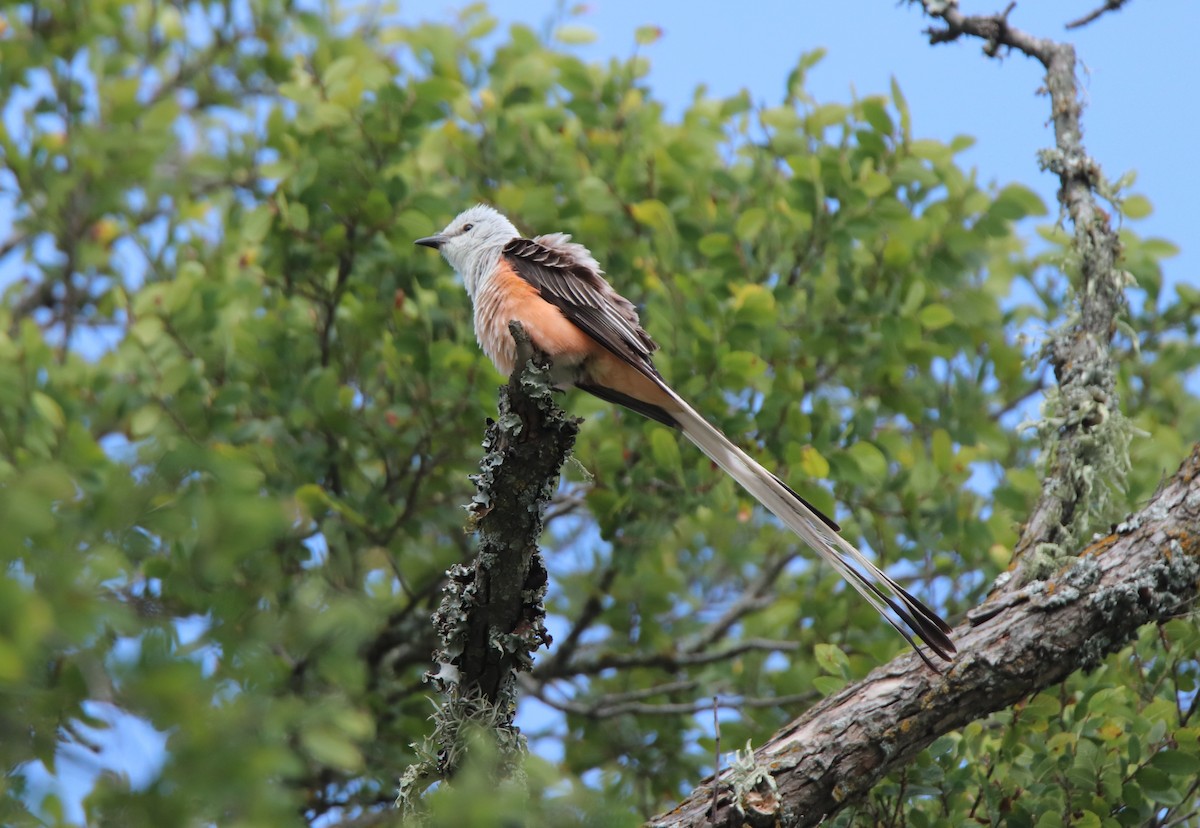 Scissor-tailed Flycatcher - ML620397088