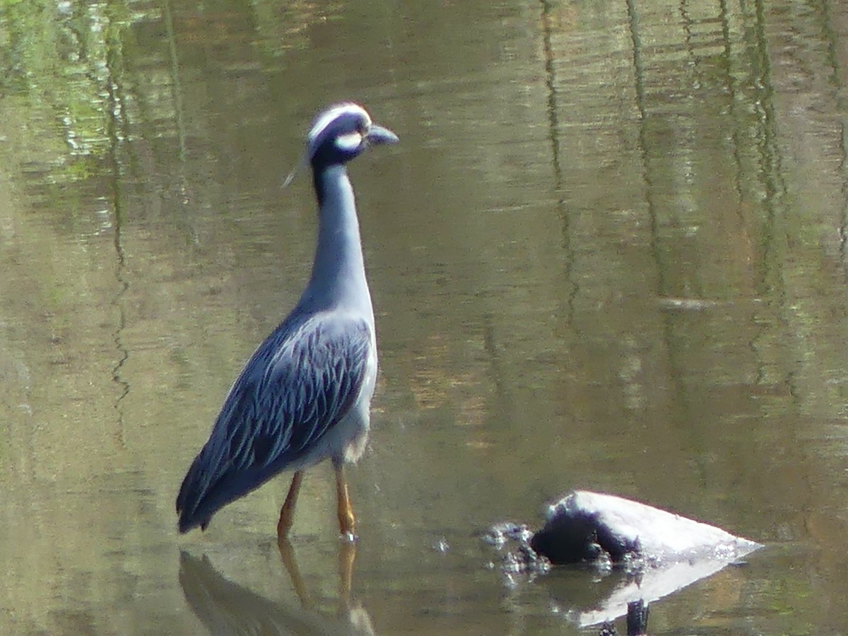 Yellow-crowned Night Heron - ML620397090