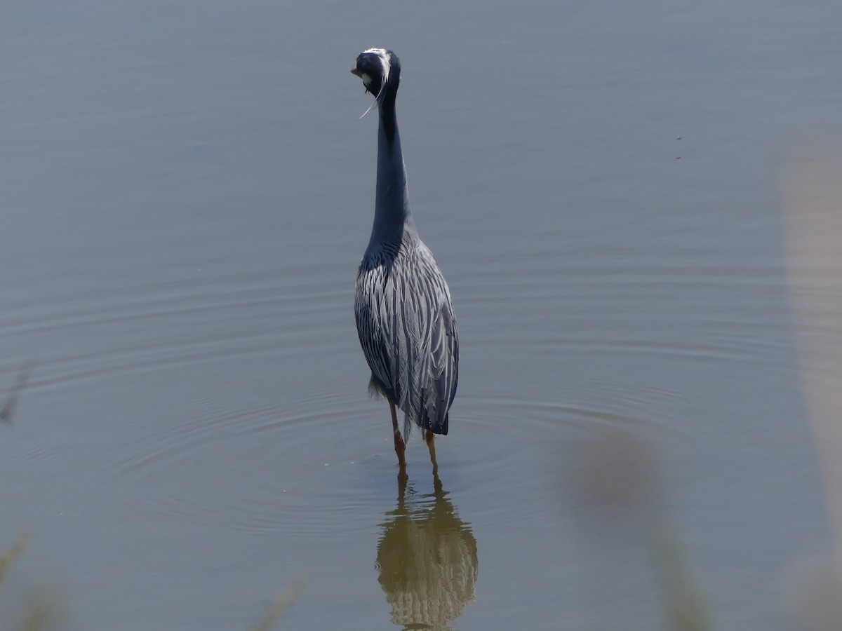 Yellow-crowned Night Heron - ML620397092