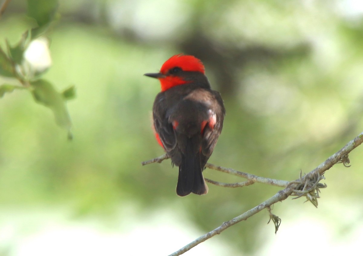 Vermilion Flycatcher - ML620397096