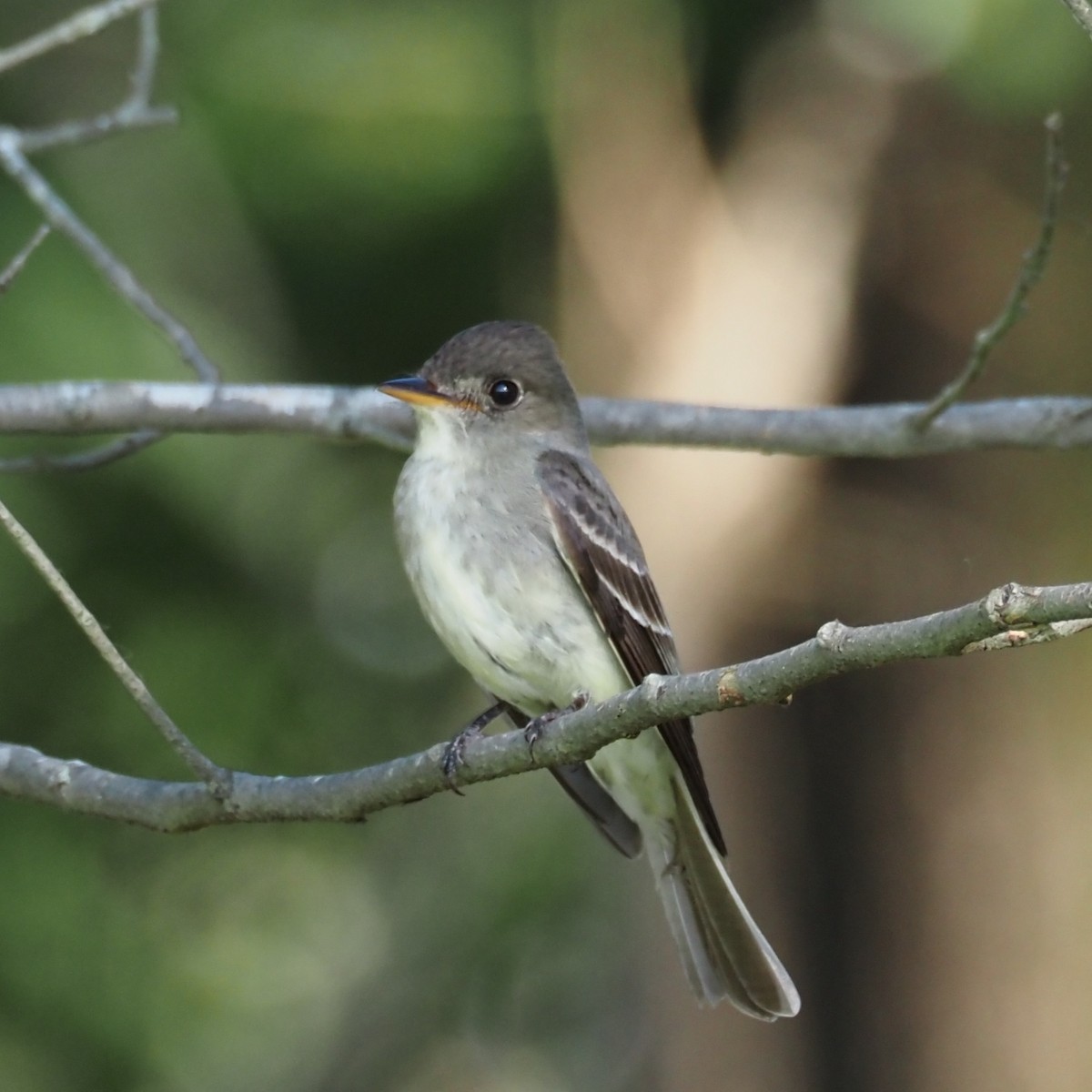 Eastern Wood-Pewee - ML620397098