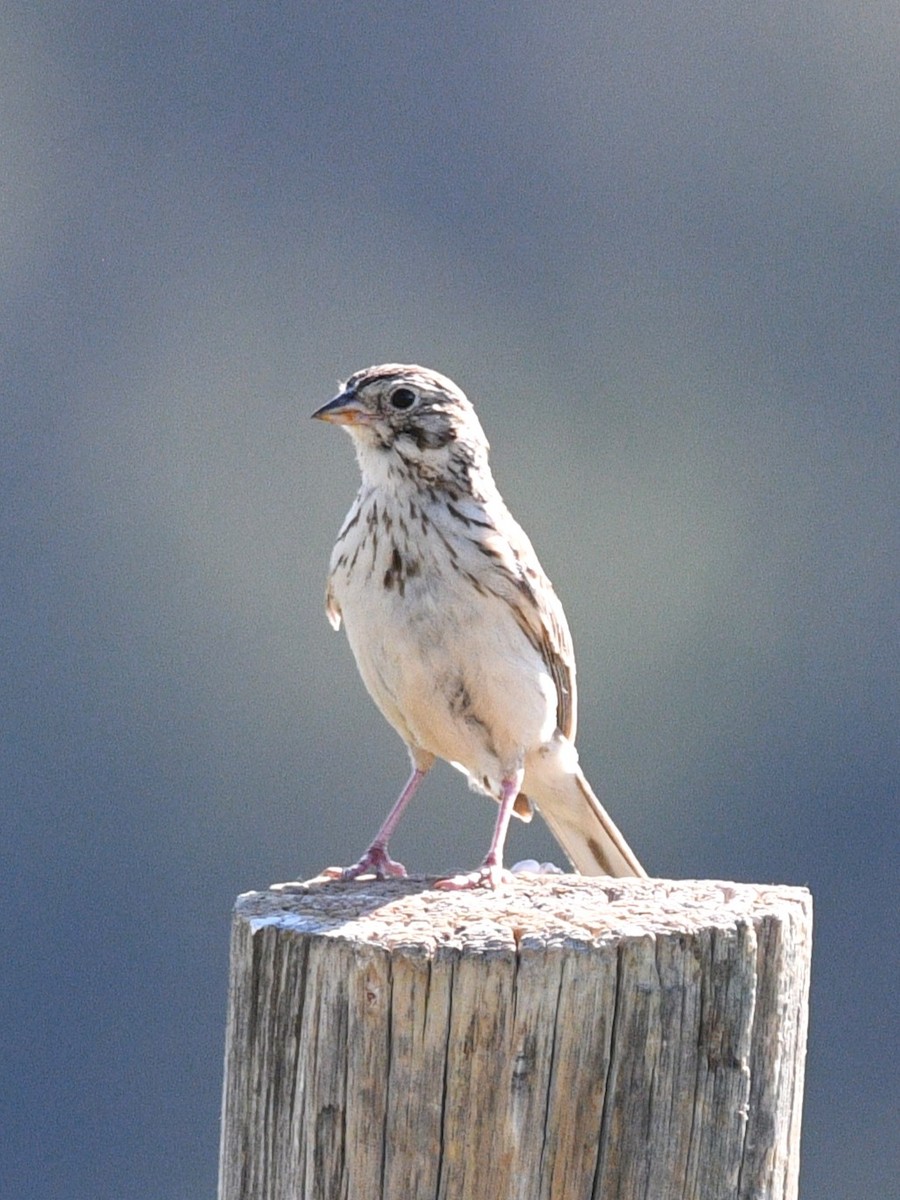 Vesper Sparrow - ML620397101