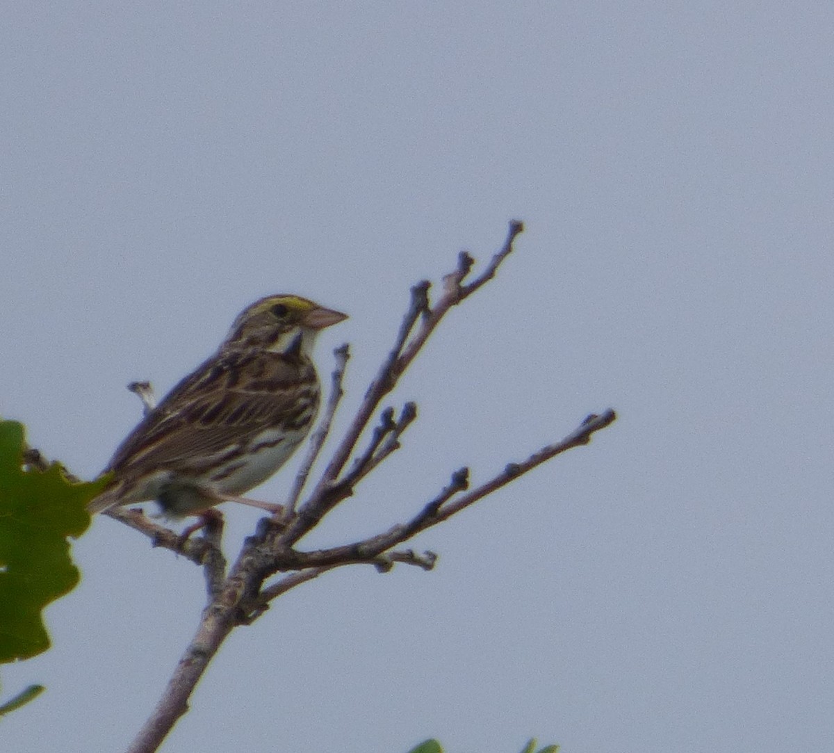 Savannah Sparrow - ML620397103
