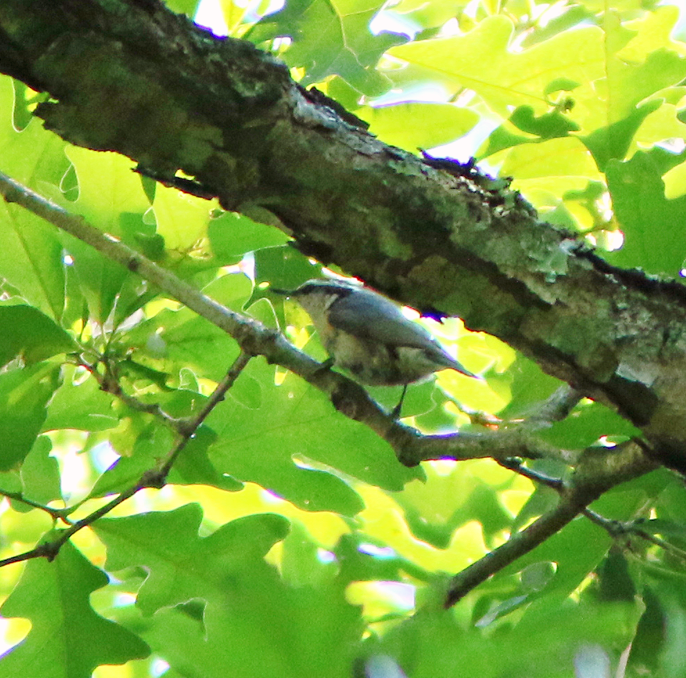 Red-breasted Nuthatch - ML620397111