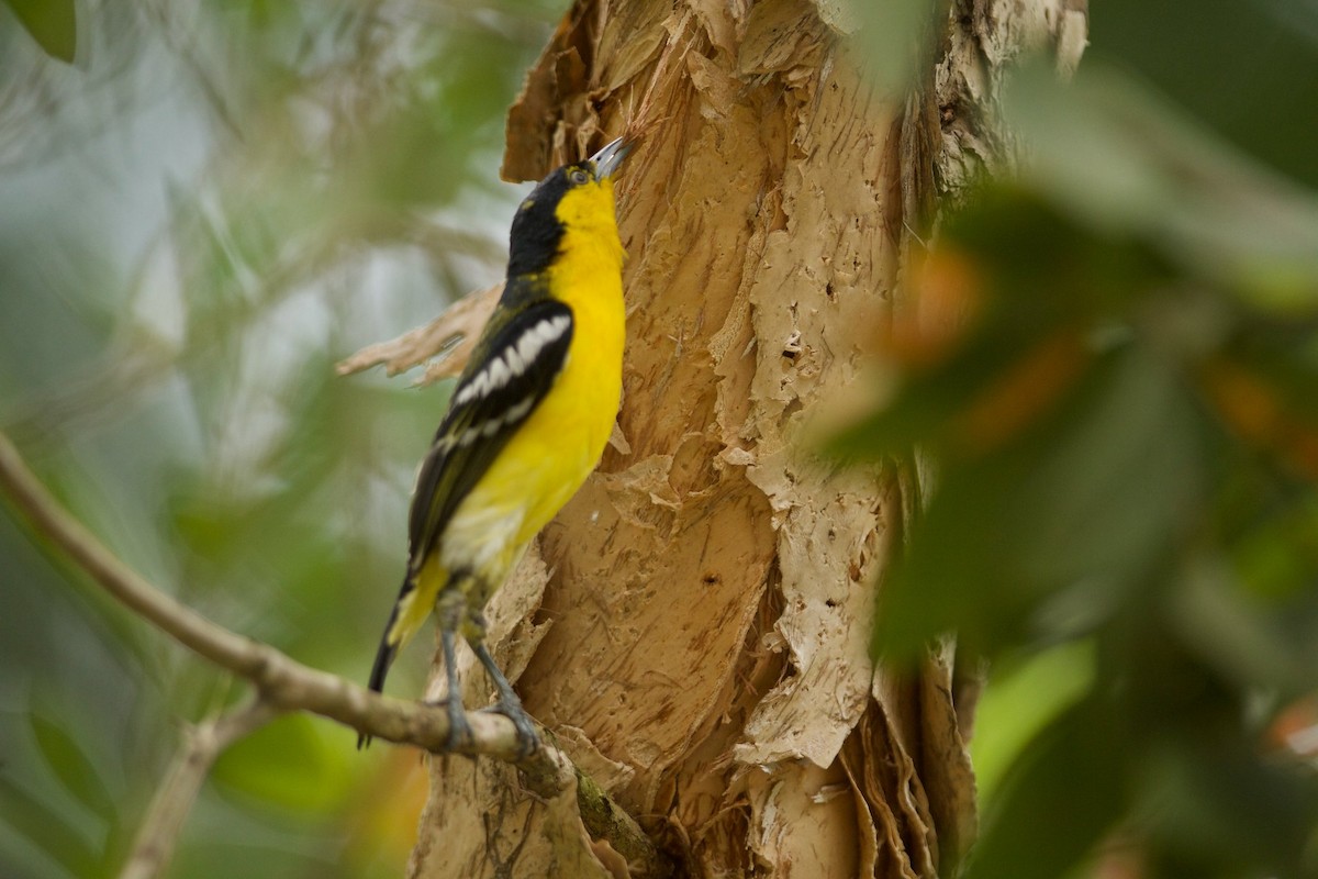 Common Iora - ML620397116