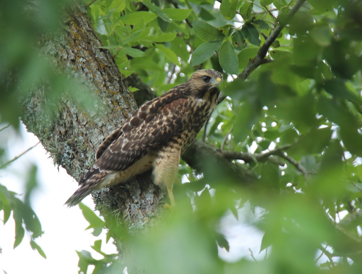 Red-shouldered Hawk - ML620397121