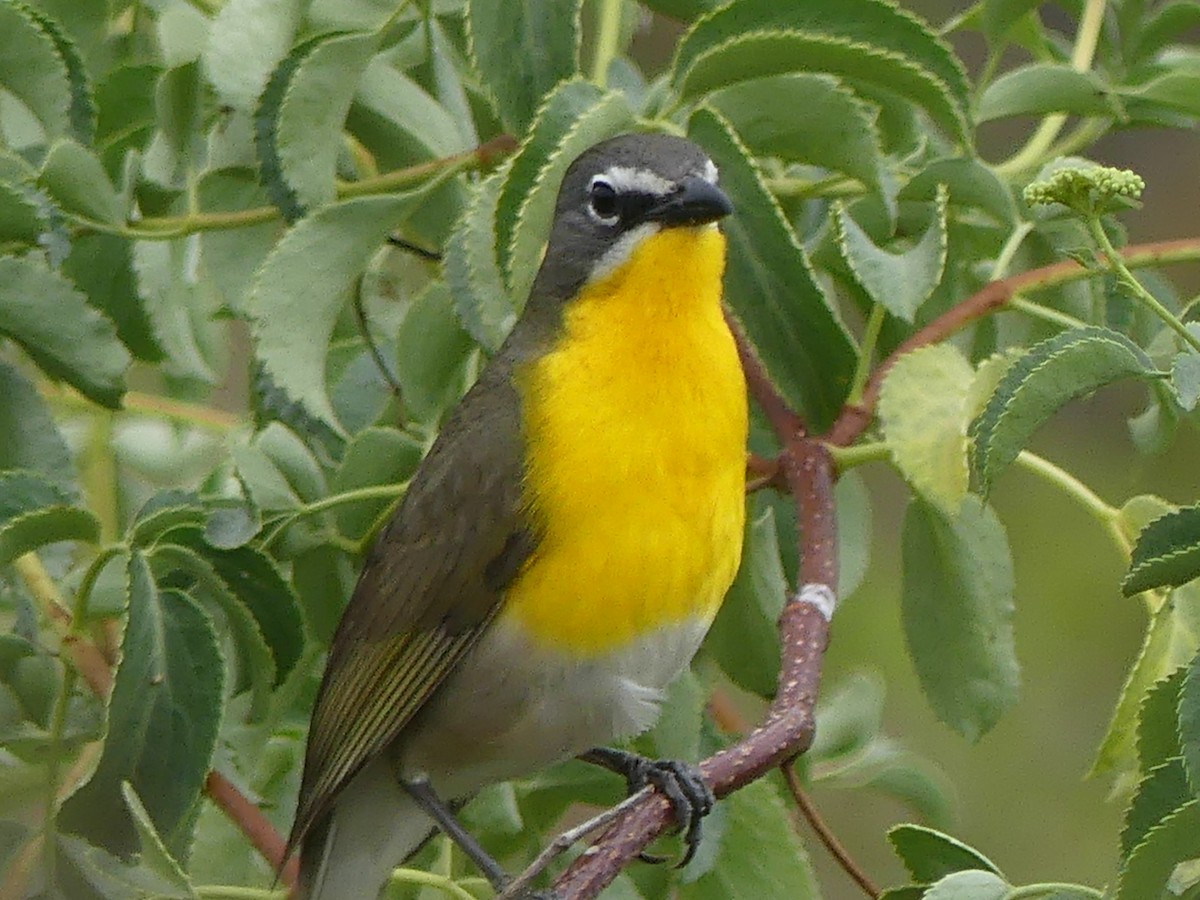 Yellow-breasted Chat - ML620397123