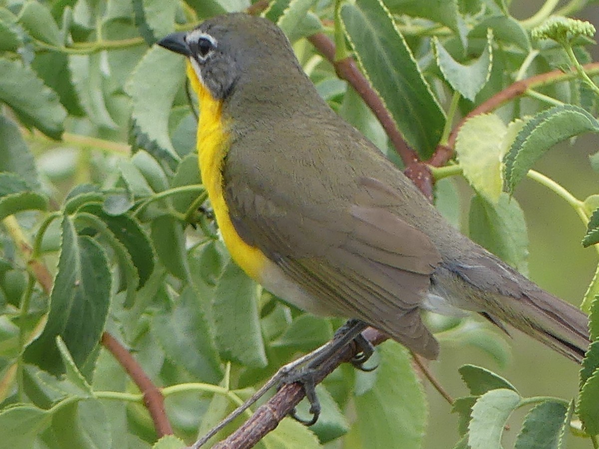 Yellow-breasted Chat - ML620397124