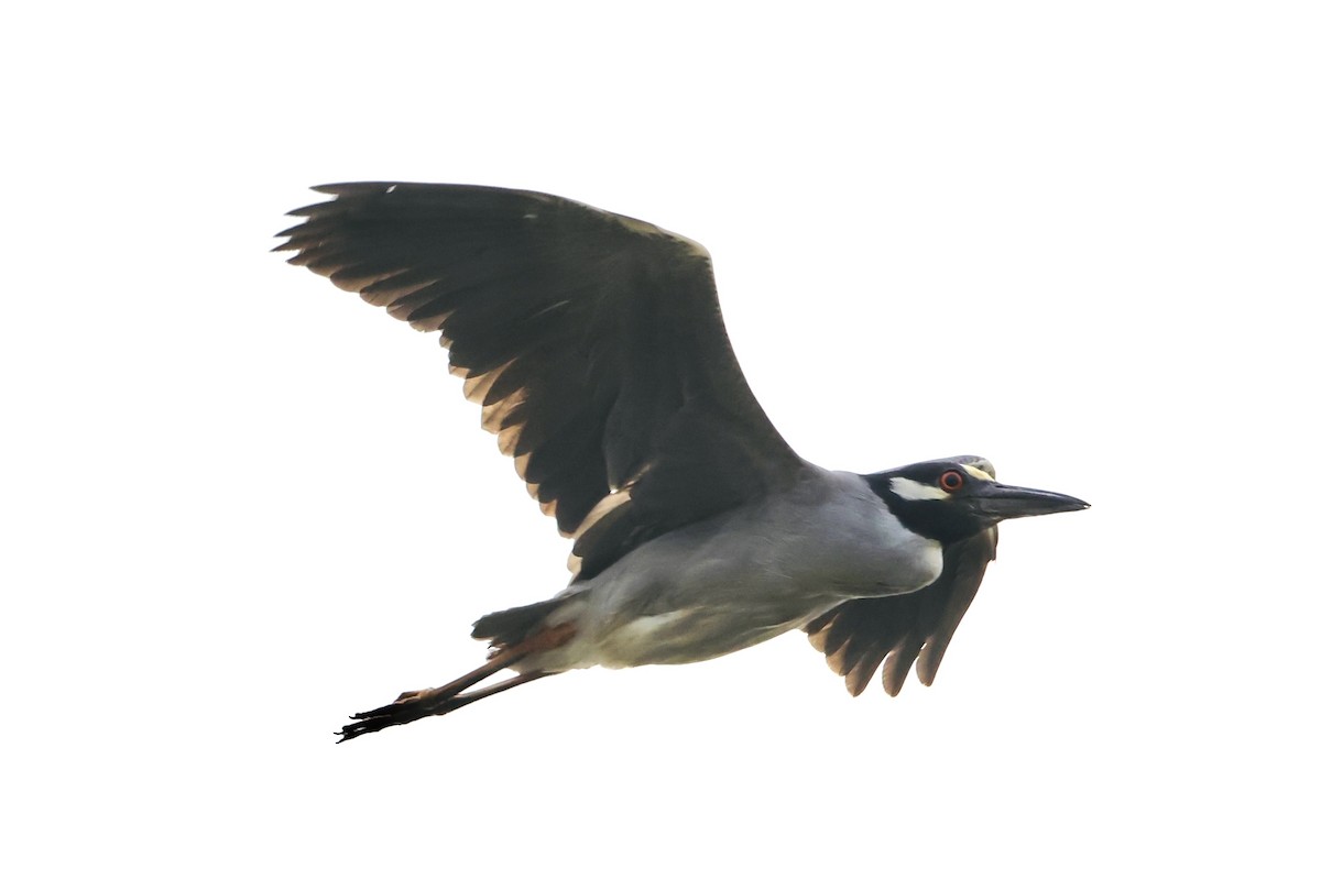 Yellow-crowned Night Heron - ML620397128