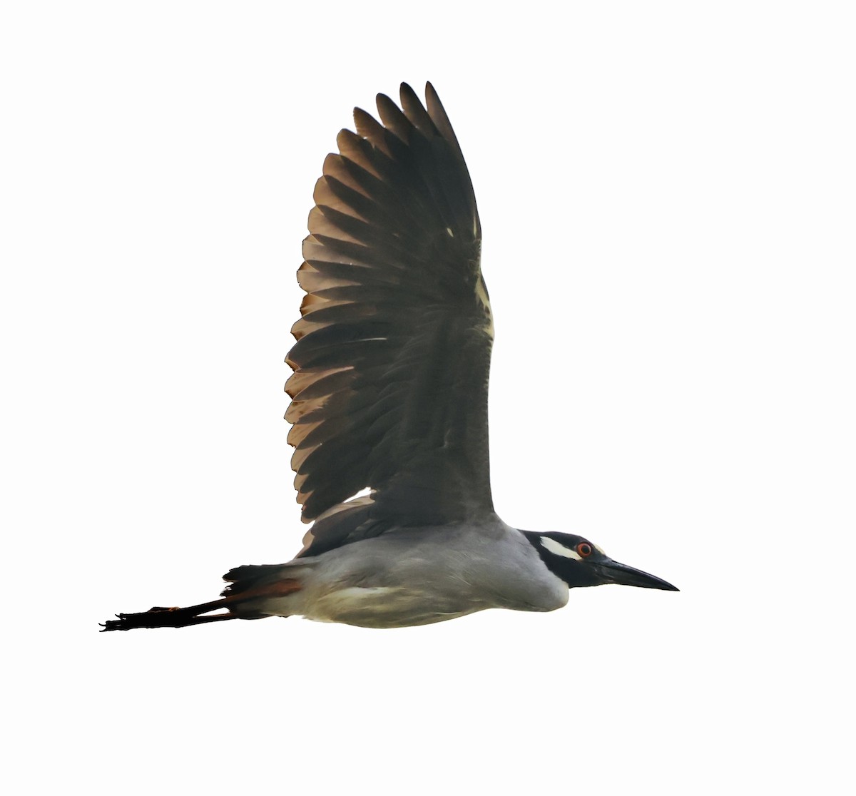 Yellow-crowned Night Heron - ML620397129