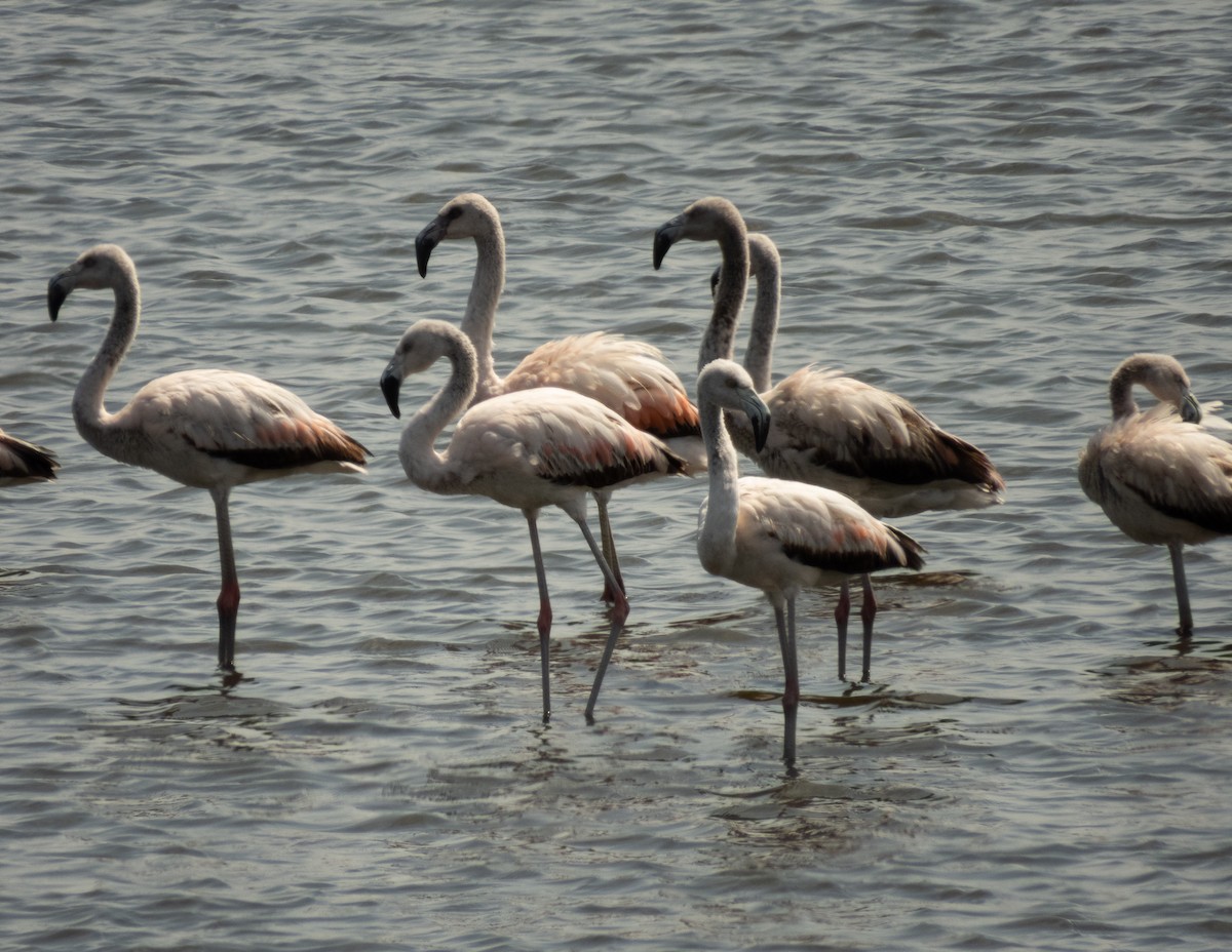 Chilean Flamingo - ML620397135