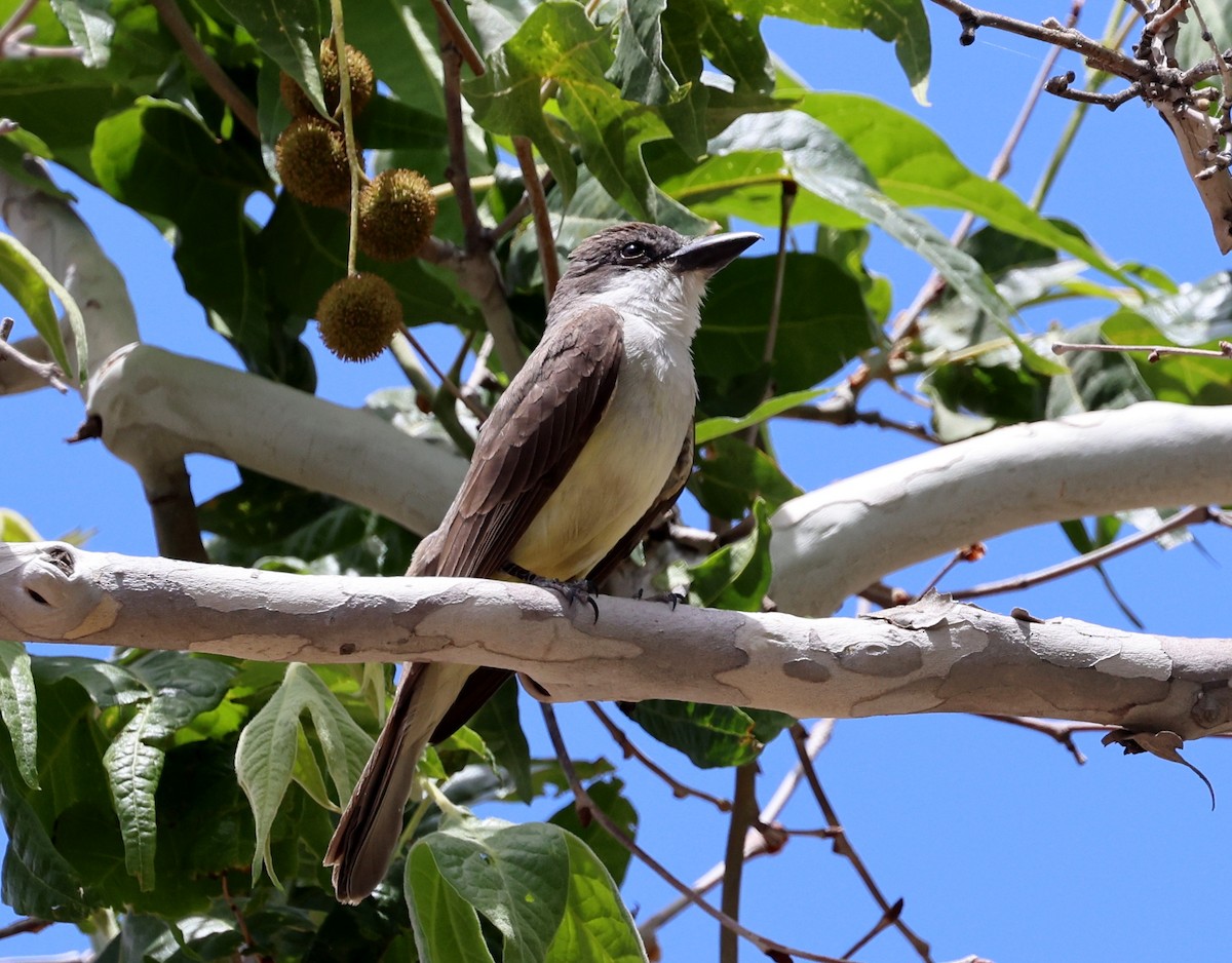 Thick-billed Kingbird - ML620397138