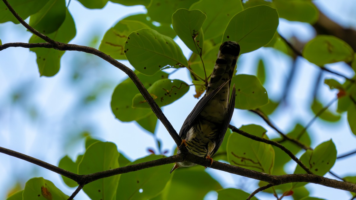 Indian Cuckoo - ML620397139
