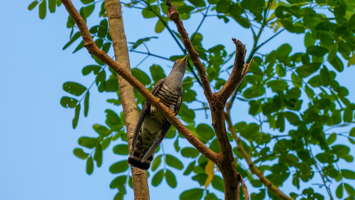 Indian Cuckoo - ML620397144
